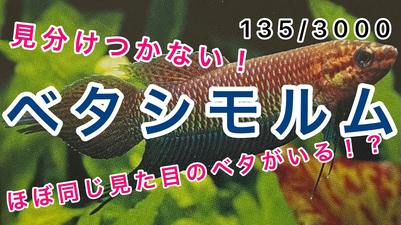 ベタ　シモルム